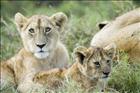 09 Cubs